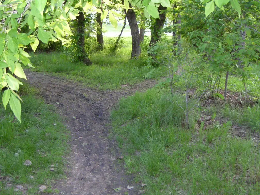 Dirt path through trees (Lover's Lane), 2007