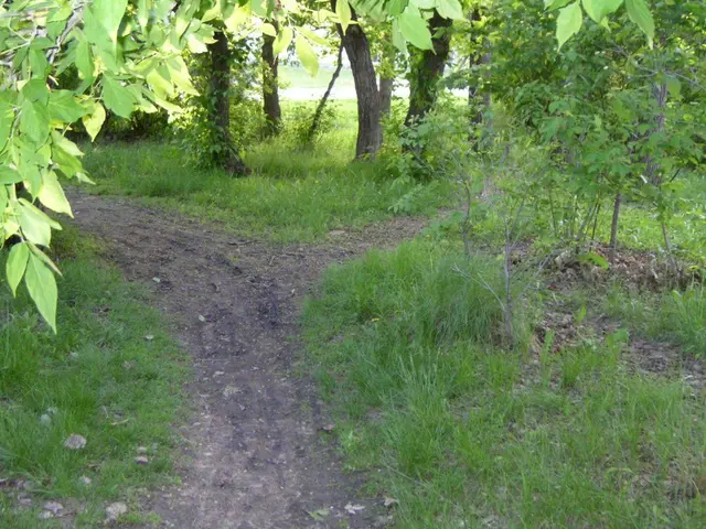Dirt path through trees (Lover's Lane)