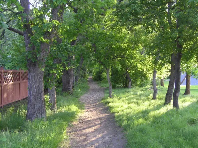 Lover's Lane tree-lined path