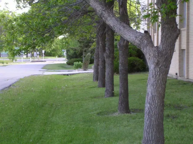 Row of trees beside a brick building and street, Caronport
