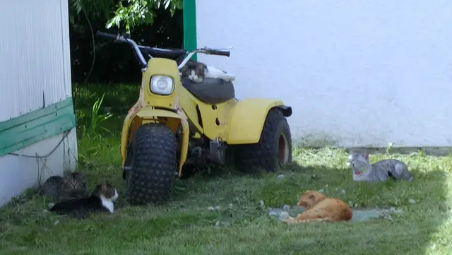 Cats resting around a yellow three-wheeler